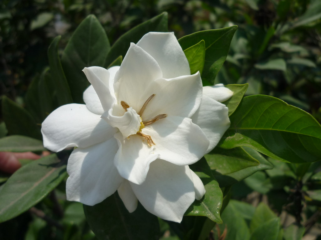Nốt hương Hoa trắng